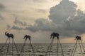 Elephant sculptures over the shoreline at Sunset Senato Beach Club