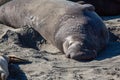 Elephant sea lion basking Royalty Free Stock Photo