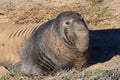 Elephant seal Royalty Free Stock Photo
