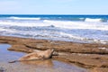 Elephant seal on beach close up, Patagonia, Argentina Royalty Free Stock Photo