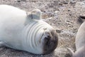 Elephant seal on beach close up, Patagonia, Argentina Royalty Free Stock Photo