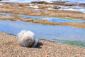 Elephant seal on beach close up, Patagonia, Argentina Royalty Free Stock Photo