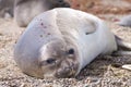 Elephant seal on beach close up, Patagonia, Argentina Royalty Free Stock Photo