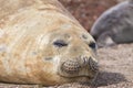 Elephant seal on beach close up, Patagonia, Argentina Royalty Free Stock Photo