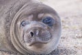 Elephant seal on beach close up, Patagonia, Argentina Royalty Free Stock Photo
