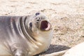 Elephant seal on beach close up, Patagonia, Argentina Royalty Free Stock Photo