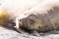 Elephant seal on beach close up, Patagonia, Argentina Royalty Free Stock Photo