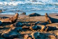 Elephant Seal Bull Fight