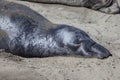 Elephant seal at the californian coast