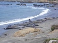 Elephant Seal colony Royalty Free Stock Photo