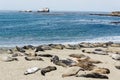 Elephant seal colony Royalty Free Stock Photo