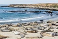 Elephant seal colony Royalty Free Stock Photo