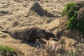 Elephant seal colony. Male seals fighting over territory and female harem. San Simeon, California