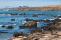 Elephant Seal Colony at Piedras Blancas lighthouse north of San Simeon on the Central Coast of California Royalty Free Stock Photo