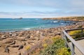 Elephant Seal Colony at Point Piedras Blancas north of San Simeon on the Central Coast of California Royalty Free Stock Photo