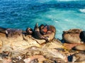 Elephant Seal colony on rock in Santa Monica Royalty Free Stock Photo