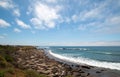 Elephant Seal Colony at viewing point at Point Piedras Blancas north of San Simeon on the Central Coast of California Royalty Free Stock Photo