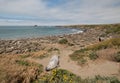 Elephant Seal Colony at viewing point at Point Piedras Blancas north of San Simeon on the Central Coast of California Royalty Free Stock Photo