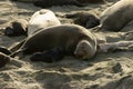 Elephant seal female comunicating to a small pup on a sandy beach