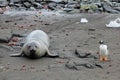 Elephant Seal and Gentoo Penguin, Antarctica Royalty Free Stock Photo