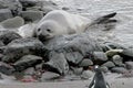 Elephant Seal and Gentoo Penguin, Antarctica Royalty Free Stock Photo