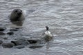 Elephant Seal and Gentoo Penguin, Antarctica Royalty Free Stock Photo