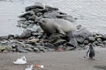 Elephant Seal and Gentoo Penguin, Antarctica Royalty Free Stock Photo