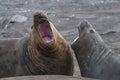 Elephant seal, Hannah Point, Royalty Free Stock Photo