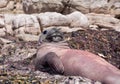 Elephant Seal lying on beach