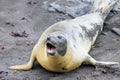 Elephant Seal, Mirounga Leonina, Antarctica Royalty Free Stock Photo