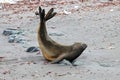 Elephant Seal, Mirounga Leonina, Antarctica Royalty Free Stock Photo