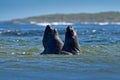 Elephant Seal, Mirounga Leonina, Fight In Blue Ocean Waves. Seal With Rock In The Background. Two Big Sea Animal In The Nature Hab