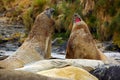 Elephant seal, Mirounga leonina, fight on the sand beach. Elephant seal with rock in the background. Ttwo big sea animal in the na