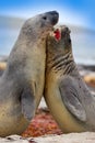 Elephant seal, Mirounga leonina, fight on the sand beach. Elephant seal with rock in the background. Two big sea animal in the nat Royalty Free Stock Photo