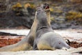 Elephant seal, Mirounga leonina, fight on the sand beach. Elephant seal with rock in the background. Two big sea animal in the nat Royalty Free Stock Photo