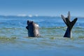 Elephant seal, Mirounga leonina. Seal in ocean water. Big sea animal in the nature habitat in Falkland Islands. Elephant seal in t Royalty Free Stock Photo