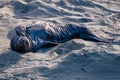 Elephant Seal Newborn Pup Royalty Free Stock Photo