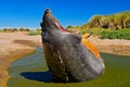 Elephant Seal With Open Muzzle. Big Sea Animal With Open Mouth. Elephant Seal Lying In Water Pond, Dark Blue Sky, Falkland Islands