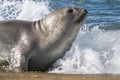 Elephant seal, Patagonia Argentina Royalty Free Stock Photo
