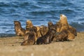 Elephant seal Patagonia Argentina peninsula Royalty Free Stock Photo