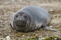 Elephant seal Patagonia Argentina Royalty Free Stock Photo