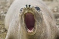 Elephant seal, Patagonia Argentina Royalty Free Stock Photo