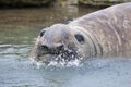 Elephant seal, Patagonia Argentina Royalty Free Stock Photo