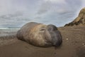 Elephant seal, Patagonia Argentina Royalty Free Stock Photo