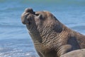 Elephant seal, Patagonia Argentina Royalty Free Stock Photo