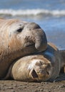 Elephant seal, Patagonia, Argentina Royalty Free Stock Photo