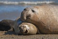 Elephant seal, Patagonia, Argentina Royalty Free Stock Photo