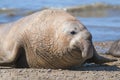 Elephant seal, Patagonia, Argentina Royalty Free Stock Photo