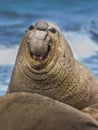 Elephant seal, Patagonia, Argentina Royalty Free Stock Photo