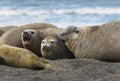 Elephant seal Patagonia Argentina Royalty Free Stock Photo